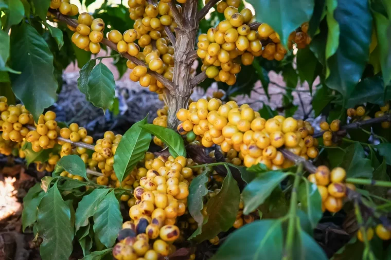 Brazil Cerrado coffee tree