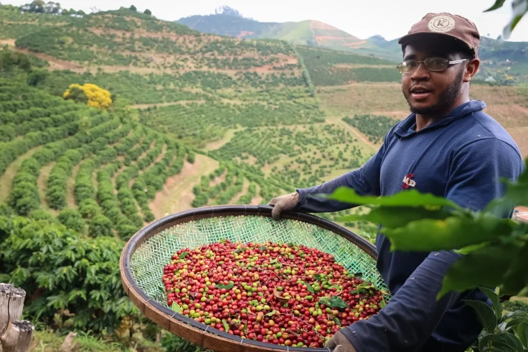 Brazil Santos coffee bean collection