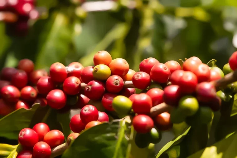 Colombian Excelso Coffee cherry
