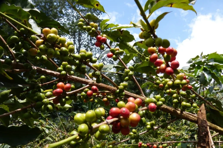 Kenya Mbogo green coffee bean in coffee glory