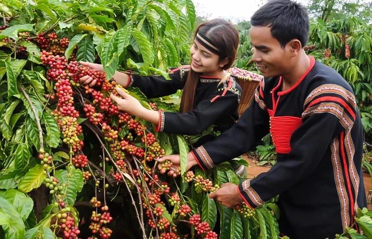 Vietnam Lam Dong Arabica coffee bean collecting