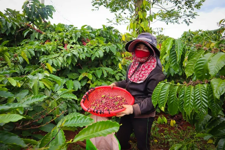 Vietnam robusta coffee bean collection by coffee glory