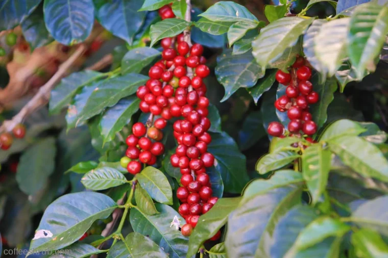 guatamla-coffee-cherries-coffee-glory